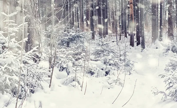 Kış orman manzarası. Kar altında uzun ağaçlar. Ocak ayının soğuk günü parkta.