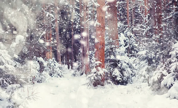 Kış orman manzarası. Kar altında uzun ağaçlar. Ocak ayının soğuk günü parkta.