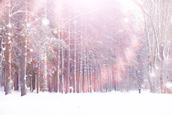 Paysage Forestier Hivernal Grands Arbres Sous Neige Janvier Journée Givré — Photo