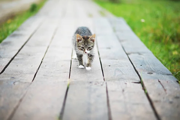 Lindo Gatito Gris Acostado Suelo Cemento Bokeh Backgroun — Foto de Stock