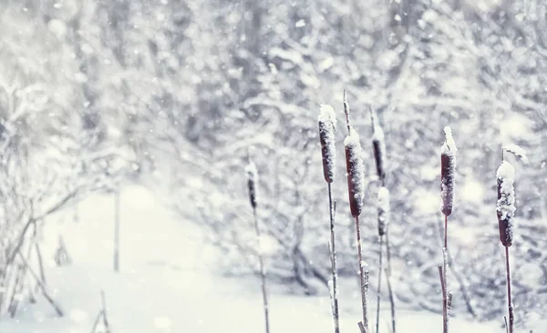 Paisagem Florestal Inverno Árvores Altas Sob Cobertura Neve Janeiro Dia — Fotografia de Stock