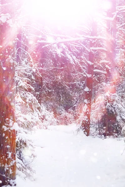 Winter Forest Landscape Tall Trees Snow Cover January Frosty Day — Stock Photo, Image