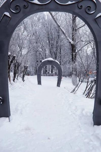 Winterliche Waldlandschaft Hohe Bäume Unter Einer Schneedecke Frosttag Januar Park — Stockfoto