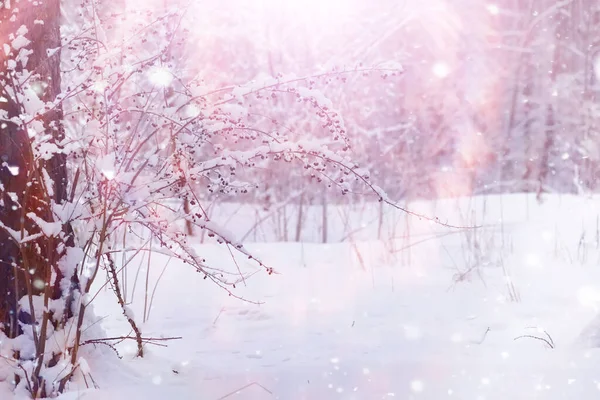 Kış Orman Manzarası Kar Altında Uzun Ağaçlar Ocak Ayının Soğuk — Stok fotoğraf