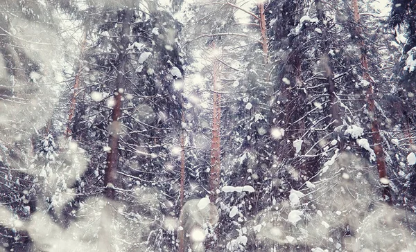 Kış orman manzarası. Kar altında uzun ağaçlar. Ocak ayının soğuk günü parkta.