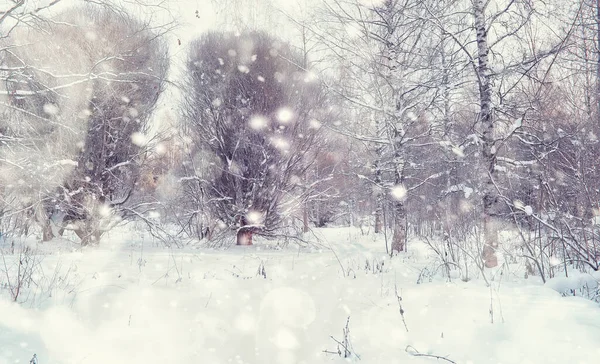 Paisagem Florestal Inverno Árvores Altas Sob Cobertura Neve Janeiro Dia — Fotografia de Stock