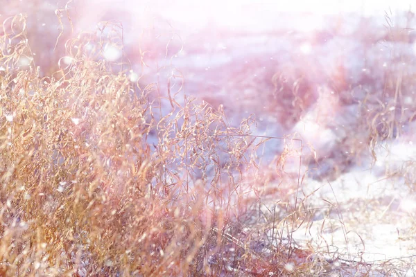 Winterbos Landschap Hoge Bomen Onder Sneeuw Januari Ijzige Dag Park — Stockfoto