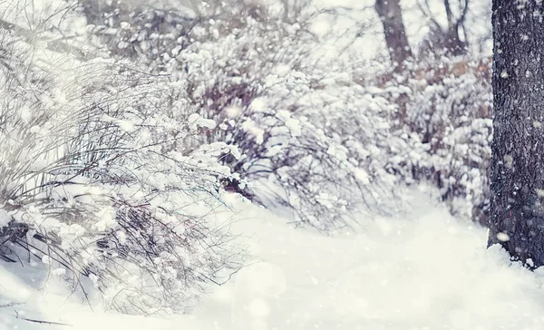 冬の森の風景 雪に覆われた背の高い木 公園で1月の霜の日 — ストック写真