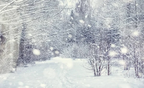 Vinter Skov Landskab Høje Træer Snedække Januar Frosty Dag Parken - Stock-foto
