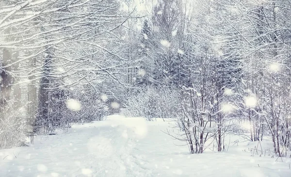 Paisagem Florestal Inverno Árvores Altas Sob Cobertura Neve Janeiro Dia — Fotografia de Stock