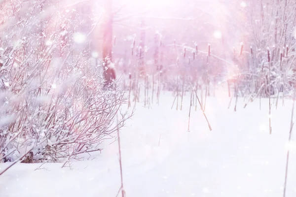 าฤด หนาว นไม งใต มะปกคล นหนาวเด อนมกราคมในสวนสาธารณะ — ภาพถ่ายสต็อก