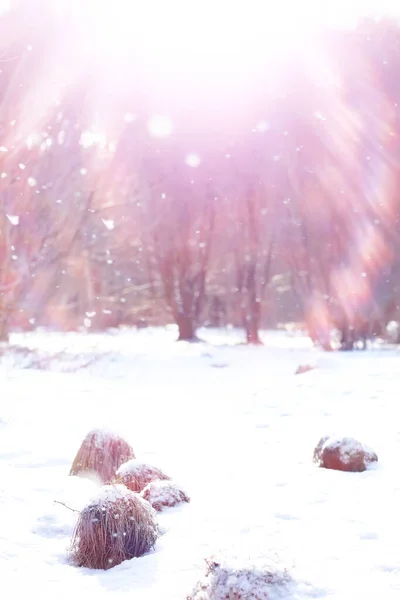 Winterliche Waldlandschaft Hohe Bäume Unter Einer Schneedecke Frosttag Januar Park — Stockfoto