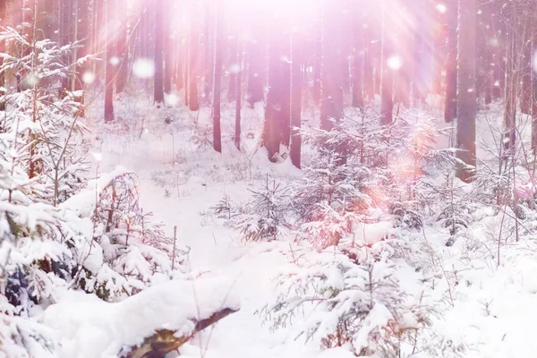 Paisaje Forestal Invernal Árboles Altos Bajo Cubierta Nieve Enero Día —  Fotos de Stock