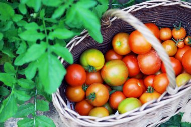 Mutlu organik çiftçiler serada domates topluyor. Taze biçilmiş domatesli çiftçi elleri. Taze biçilmiş domatesler ellerinde. Genç kız organik yeşil sağlıklı yiyecekleri tutuyor. Kadın elleri domates tutuyor..