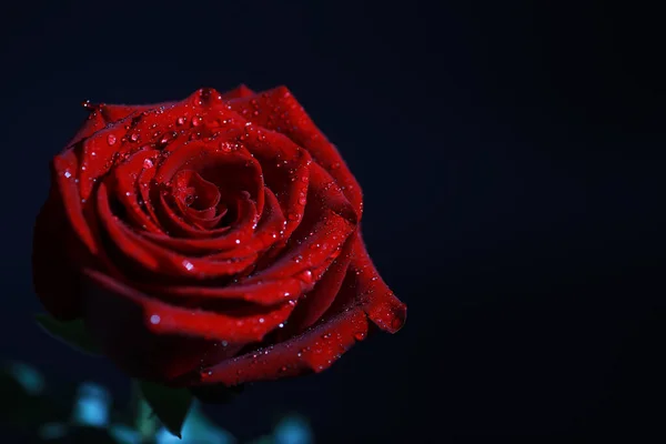 Bukiet Świeżych Kwiatów Świąteczny Prezent Dla Ukochanej Osoby Tło Walentynki — Zdjęcie stockowe