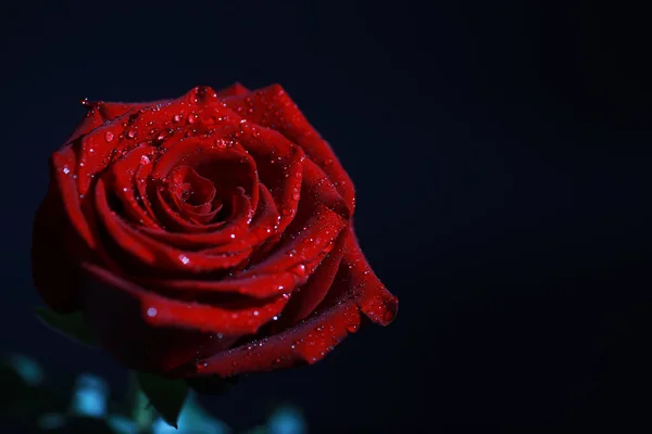 Buquê Flores Frescas Presente Férias Para Ente Querido Contexto Dia — Fotografia de Stock