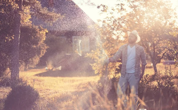 Man Farmer Watering Vegetable Garden Evening Sunse — Stock Photo, Image