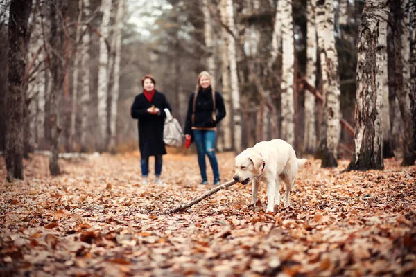 Jong Meisje Een Wandeling Herfst Garde — Stockfoto