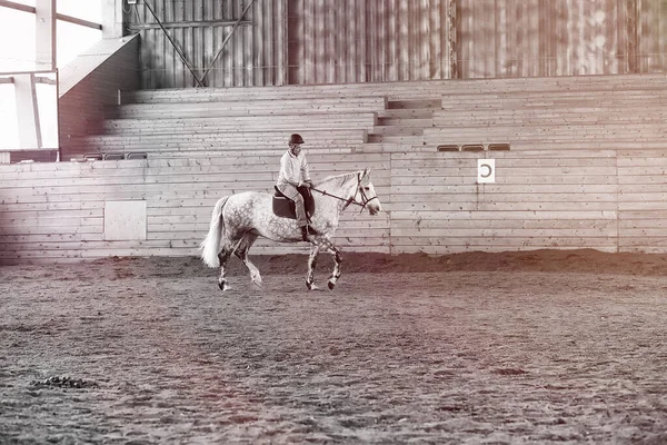 Jovens Cavalo Que Treina Uma Madeira São — Fotografia de Stock