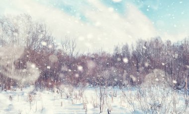 Kış orman manzarası. Kar altında uzun ağaçlar. Ocak ayının soğuk günü parkta.