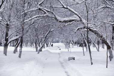 Kış orman manzarası. Kar altında uzun ağaçlar. Ocak ayının soğuk günü parkta.