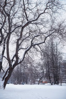 Kış orman manzarası. Kar altında uzun ağaçlar. Ocak ayının soğuk günü parkta.