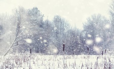 Kış orman manzarası. Kar altında uzun ağaçlar. Ocak ayının soğuk günü parkta.