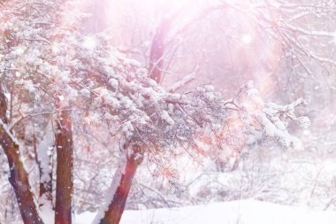 Kış orman manzarası. Kar altında uzun ağaçlar. Ocak ayının soğuk günü parkta.