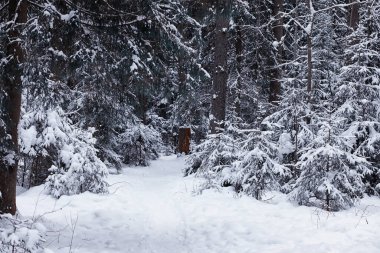 Kış orman manzarası. Kar altında uzun ağaçlar. Ocak ayının soğuk günü parkta.