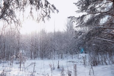 Kış orman manzarası. Kar altında uzun ağaçlar. Ocak ayının soğuk günü parkta.