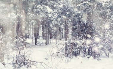 Kış orman manzarası. Kar altında uzun ağaçlar. Ocak ayının soğuk günü parkta.