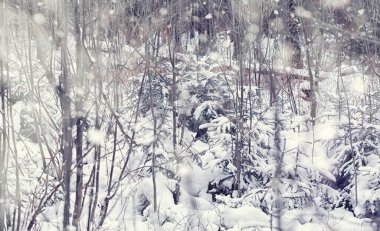 Kış orman manzarası. Kar altında uzun ağaçlar. Ocak ayının soğuk günü parkta.