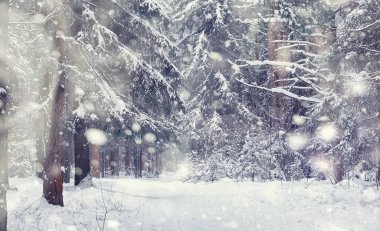 Kış orman manzarası. Kar altında uzun ağaçlar. Ocak ayının soğuk günü parkta.