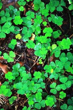 Dört yapraklı yonca arkaplanı. Geleneksel İrlanda sembolü. Aziz Patrick Günü.