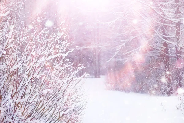 Winterliche Waldlandschaft Hohe Bäume Unter Einer Schneedecke Frosttag Januar Park — Stockfoto