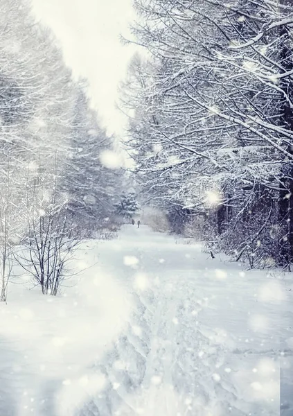 Paisagem Florestal Inverno Árvores Altas Sob Cobertura Neve Janeiro Dia — Fotografia de Stock