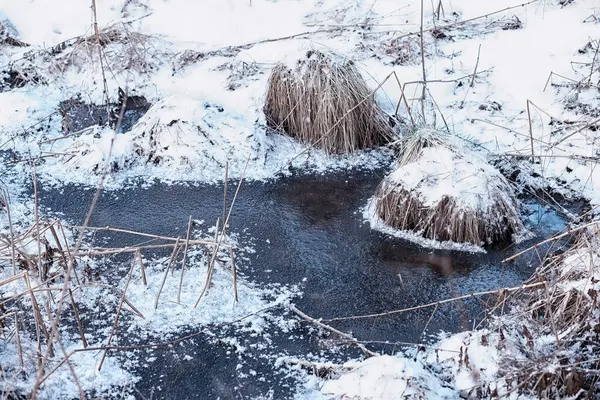 冬の森の風景 雪に覆われた背の高い木 公園で1月の霜の日 — ストック写真