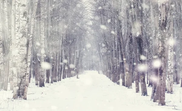 Winterliche Waldlandschaft Hohe Bäume Unter Einer Schneedecke Frosttag Januar Park — Stockfoto