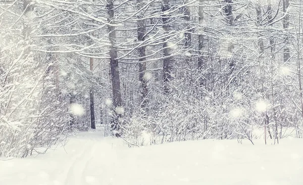 Paisagem Florestal Inverno Árvores Altas Sob Cobertura Neve Janeiro Dia — Fotografia de Stock