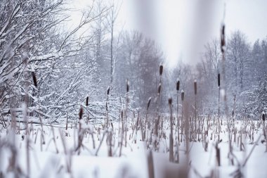 Kış orman manzarası. Kar altında uzun ağaçlar. Ocak ayının soğuk günü parkta.