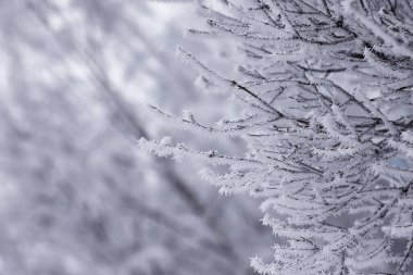 Kış orman manzarası. Kar altında uzun ağaçlar. Ocak ayının soğuk günü parkta.