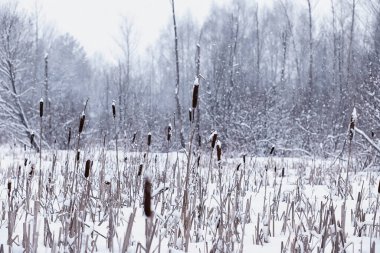 Kış orman manzarası. Kar altında uzun ağaçlar. Ocak ayının soğuk günü parkta.