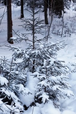 Kış orman manzarası. Kar altında uzun ağaçlar. Ocak ayının soğuk günü parkta.