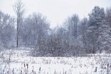 Kış orman manzarası. Kar altında uzun ağaçlar. Ocak ayının soğuk günü parkta.