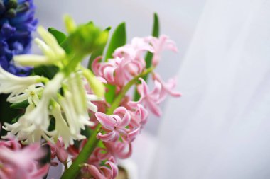 Crocus (çoğul krokus), göz familyasından çiçekli bir bitki cinsidir. Tek bir krokus, bir avuç timsah, timsah dolu bir çayır, yakın plan krukus. Beyaz arkaplanda Crocus.