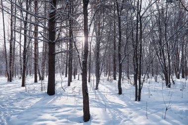 Kış orman manzarası. Kar altında uzun ağaçlar. Ocak ayının soğuk günü parkta.