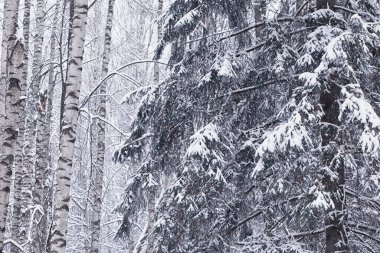 Kış orman manzarası. Kar altında uzun ağaçlar. Ocak ayının soğuk günü parkta.