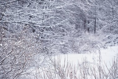Kış orman manzarası. Kar altında uzun ağaçlar. Ocak ayının soğuk günü parkta.