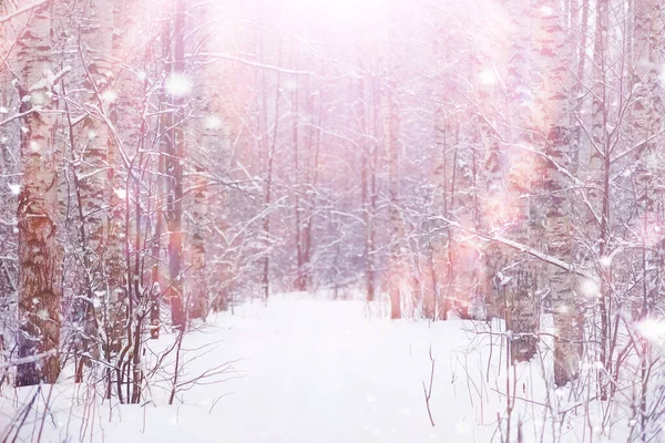 Paisaje Forestal Invernal Árboles Altos Bajo Cubierta Nieve Enero Día —  Fotos de Stock