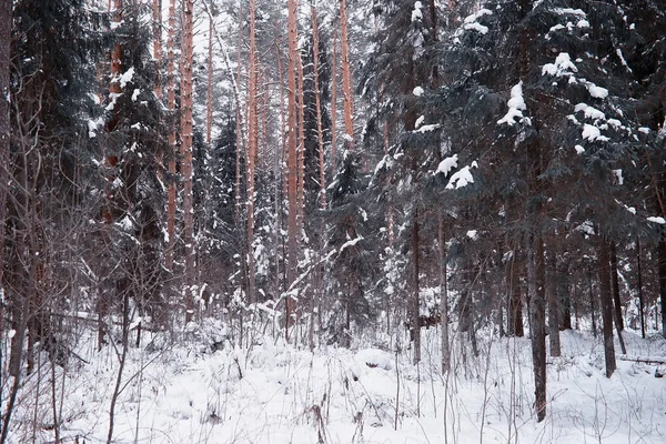 Paisaje Forestal Invernal Árboles Altos Bajo Cubierta Nieve Enero Día — Foto de Stock